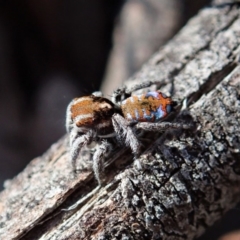 Maratus calcitrans at Dunlop, ACT - 2 Sep 2019