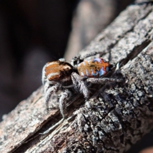 Maratus calcitrans at Dunlop, ACT - suppressed