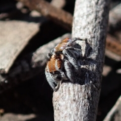 Maratus calcitrans at Dunlop, ACT - 2 Sep 2019