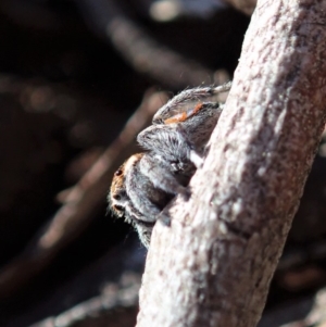 Maratus calcitrans at Dunlop, ACT - 2 Sep 2019