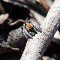 Maratus calcitrans at Dunlop, ACT - 2 Sep 2019