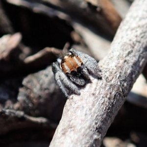 Maratus calcitrans at Dunlop, ACT - suppressed