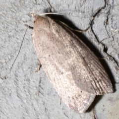 Garrha (genus) (A concealer moth) at Rosedale, NSW - 28 Aug 2019 by jbromilow50