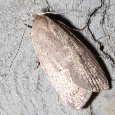 Garrha (genus) (A concealer moth) at Rosedale, NSW - 28 Aug 2019 by jb2602