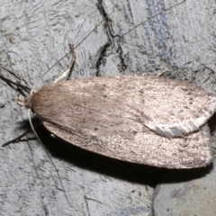 Garrha (genus) at Rosedale, NSW - 28 Aug 2019 10:56 PM