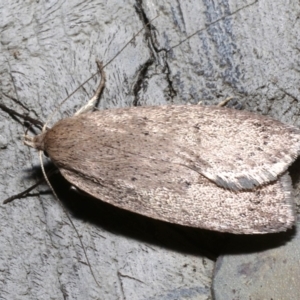 Garrha (genus) at Rosedale, NSW - 28 Aug 2019