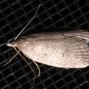 Garrha (genus) at Rosedale, NSW - 28 Aug 2019 10:56 PM