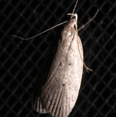 Garrha (genus) at Rosedale, NSW - 28 Aug 2019 10:56 PM