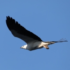 Haliaeetus leucogaster (White-bellied Sea-Eagle) at Guerilla Bay, NSW - 28 Aug 2019 by jb2602