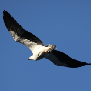 Haliaeetus leucogaster at Guerilla Bay, NSW - 28 Aug 2019 04:16 PM