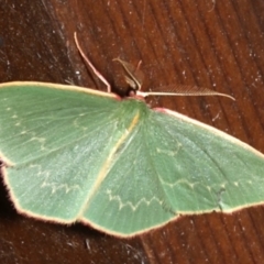 Chlorocoma dichloraria (Guenee's or Double-fringed Emerald) at Rosedale, NSW - 28 Aug 2019 by jb2602