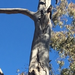 Callocephalon fimbriatum (Gang-gang Cockatoo) at Dickson Wetland Corridor - 3 Sep 2019 by Linden