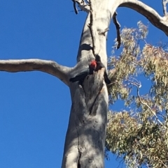 Callocephalon fimbriatum at Dickson, ACT - 3 Sep 2019