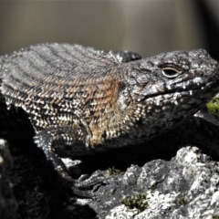 Egernia cunninghami (Cunningham's Skink) at Tidbinbilla Nature Reserve - 2 Sep 2019 by JohnBundock