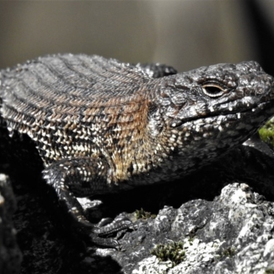 Egernia cunninghami (Cunningham's Skink) at Tidbinbilla Nature Reserve - 2 Sep 2019 by JohnBundock