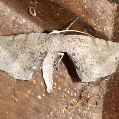 Parepisparis excusata (Marbled Twisted Moth) at Rosedale, NSW - 28 Aug 2019 by jb2602