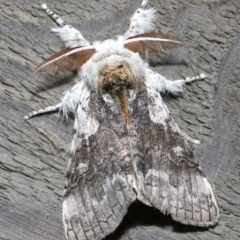 Calliteara pura (Perfect Tussock Moth) at Rosedale, NSW - 29 Aug 2019 by jb2602