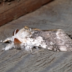 Calliteara pura at Rosedale, NSW - 29 Aug 2019 09:42 PM