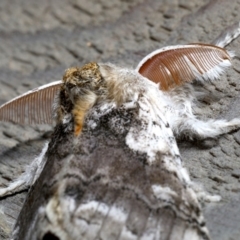 Calliteara pura at Rosedale, NSW - 29 Aug 2019 09:42 PM