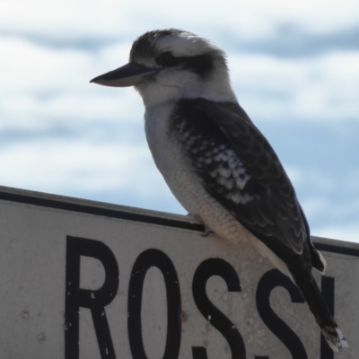 Dacelo novaeguineae (Laughing Kookaburra) at Rossi, NSW - 2 Sep 2019 by Christine