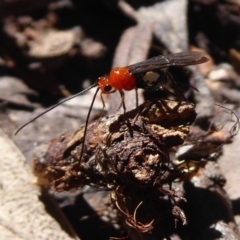 Braconidae (family) (Unidentified braconid wasp) at QPRC LGA - 3 Sep 2019 by Christine