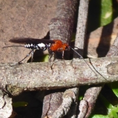 Braconidae (family) at Farringdon, NSW - 3 Sep 2019