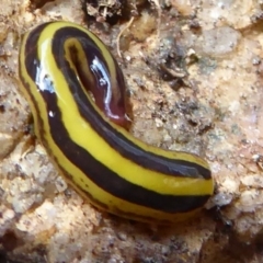 Artioposthia howitti (Howitt's planarian) at Tallaganda State Forest - 3 Sep 2019 by Christine