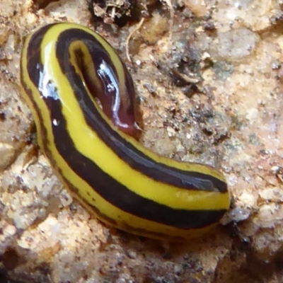 Artioposthia howitti (Howitt's planarian) at Farringdon, NSW - 3 Sep 2019 by Christine