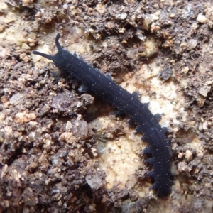 Euperipatoides rowelli at Farringdon, NSW - 3 Sep 2019 11:28 AM