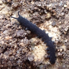 Euperipatoides rowelli (Tallanganda Velvet Worm) at Tallaganda State Forest - 3 Sep 2019 by Christine