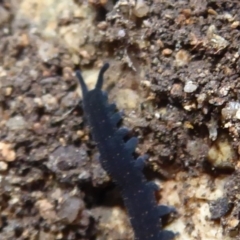 Euperipatoides rowelli at Farringdon, NSW - 3 Sep 2019 11:28 AM