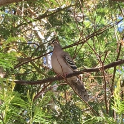 Phaps chalcoptera (Common Bronzewing) at Vincentia, NSW - 3 Sep 2019 by Firetail