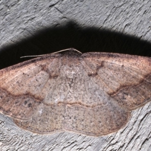 Taxeotis perlinearia at Rosedale, NSW - 28 Aug 2019 07:05 PM