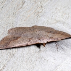 Taxeotis perlinearia at Rosedale, NSW - 28 Aug 2019 07:05 PM