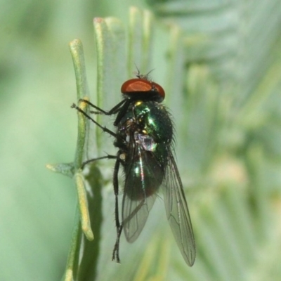 Muscidae (family) (Unidentified muscid fly) at Hall, ACT - 1 Sep 2019 by Harrisi