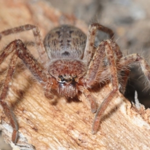 Isopedella sp. (genus) at Hall, ACT - 1 Sep 2019