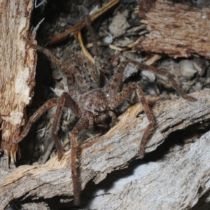 Isopedella sp. (genus) at Hall, ACT - 1 Sep 2019