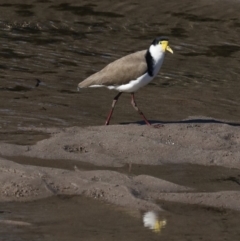 Vanellus miles (Masked Lapwing) at Runnyford, NSW - 28 Aug 2019 by jb2602