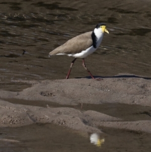 Vanellus miles at Runnyford, NSW - 28 Aug 2019