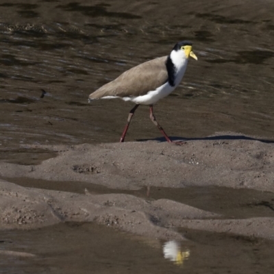 Vanellus miles (Masked Lapwing) at Runnyford, NSW - 28 Aug 2019 by jbromilow50