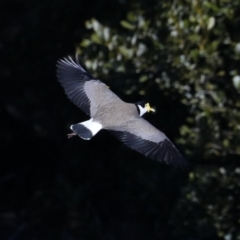 Vanellus miles at Runnyford, NSW - 28 Aug 2019