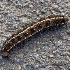 Apina callisto (Pasture Day Moth) at Belconnen, ACT - 30 Aug 2019 by JanetRussell