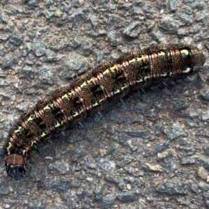 Apina callisto at Belconnen, ACT - 30 Aug 2019 09:26 AM