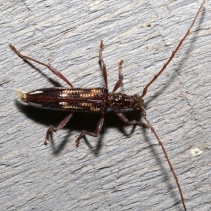 Coptocercus rubripes at Rosedale, NSW - 28 Aug 2019 09:08 PM