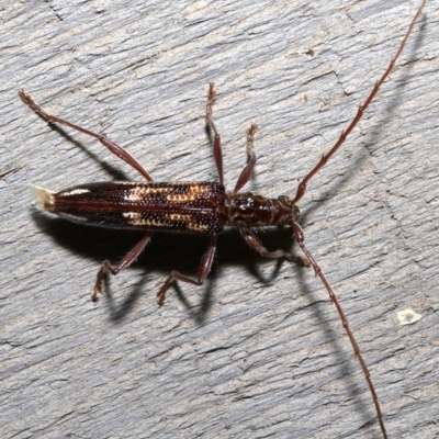 Coptocercus rubripes (Rubripes longhorn beetle) at Rosedale, NSW - 28 Aug 2019 by jb2602