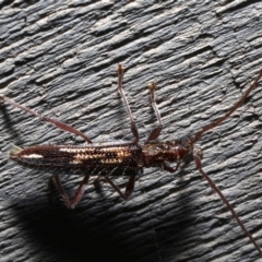 Coptocercus rubripes at Rosedale, NSW - 28 Aug 2019