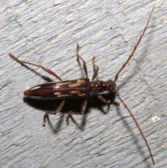 Coptocercus rubripes at Rosedale, NSW - 28 Aug 2019