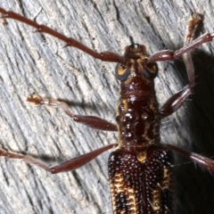 Coptocercus rubripes at Rosedale, NSW - 28 Aug 2019