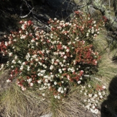 Leionema lamprophyllum subsp. obovatum at Paddys River, ACT - 1 Sep 2019