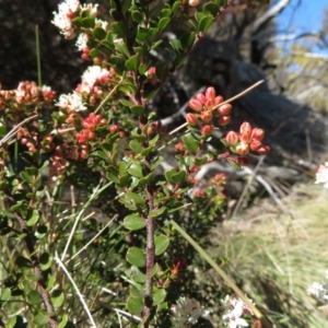 Leionema lamprophyllum subsp. obovatum at Paddys River, ACT - 1 Sep 2019